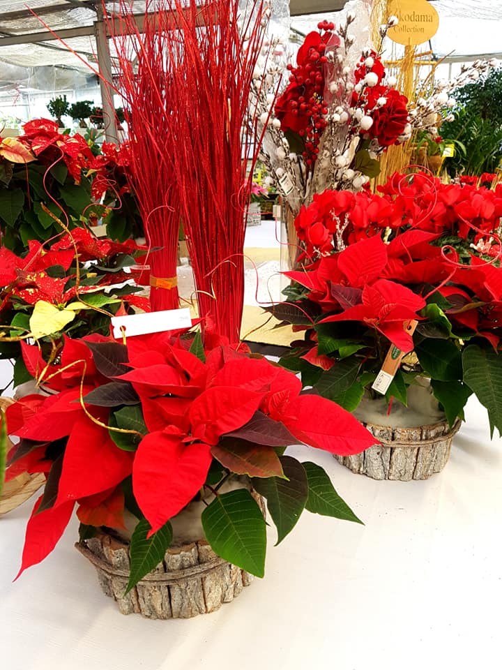 47395324 2187094441503001 1348312580652793856 n