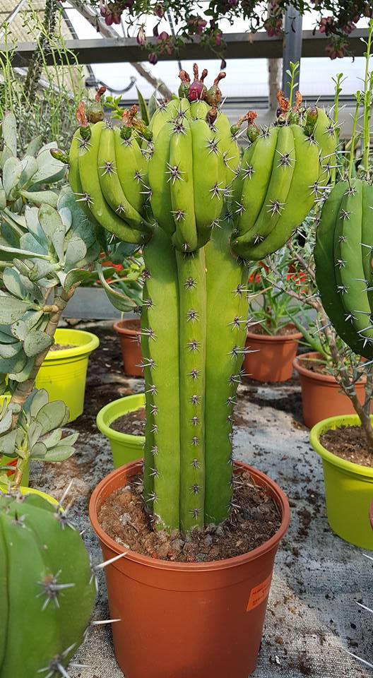 34105905 2030852527127194 5208977576864776192 n